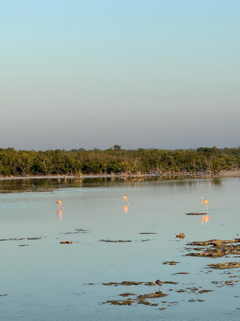 flamingos in las salinas
